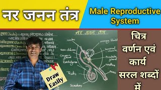 नर जनन तंत्र Male Reproductive System चित्रवर्णन एवं कार्य। लिंग हार्मोन्स Testosterone [upl. by Norred]