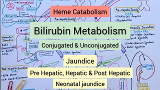 Heme Catabolism  Bilirubin Metabolism  Jaundice [upl. by Yakcm116]