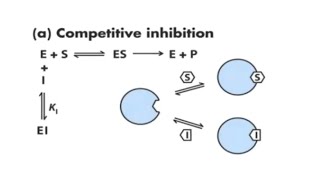 Biochemistry Enzymes part 2 [upl. by Gerger]