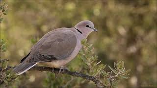 3 different Ringnecked Dove Cape Turtle Dove variation of calls [upl. by Enilatan]