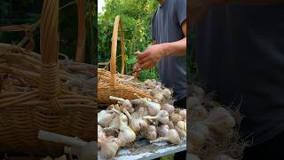 What it takes to grow harvest and cure garlic [upl. by Yknarf]