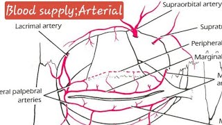 Anatomy of ConjunctivaOphthalmologyNeetpgFmgeDnbpdcetINICET [upl. by Brear]