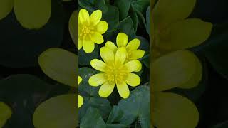 Lesser celandine Ficaria verna shorts flowers garden [upl. by Yevette188]