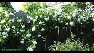 How to Prune a Climbing Rose by The Gardening TutorMary Frost [upl. by Aylad]