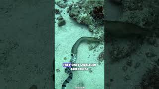 Sea krait throws up an eel  Sea krait vs Eel seakrait eel wildlife [upl. by Nico818]