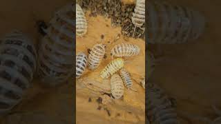 Armadillidium Maculatum Zebra “Champagne” [upl. by Tracee]