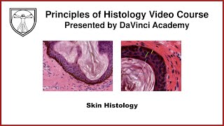 Skin Histology Integumentary System Histology Part 1 of 2 [upl. by Ecerahc]