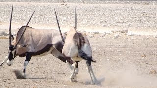 Gemsbok Dueling Ouch That Hurts  Curious Wildlife Behaviors [upl. by Constance623]