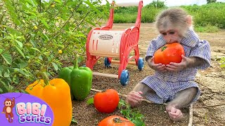 Farmer BiBi helps dad take care of the garden [upl. by Ong]