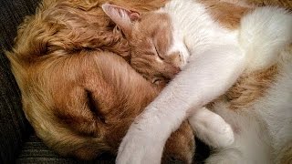 MUSICOTERAPIA Para Gatos Y Perros Inquietos O Nerviosos 💛 Dulce Música Y Ondas Delta Para Dormir [upl. by Akiehsal]