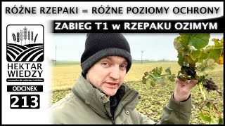 RÓŻNE RZEPAKI  RÓŻNE POZIOMY OCHRONY ZABIEG T1 w RZEPAKU OZIMYM  ODCINEK 213 [upl. by Rases]