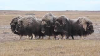 Musk oxen in characteristic defensive ring [upl. by Staford634]