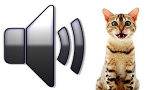 8 HOURS CAT SOUNDS MEOWING NOISES ATTRACT CATS ANNOY CATS [upl. by Saidnac]