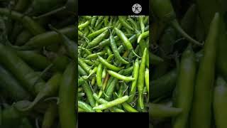 quotAmazing Benefits of Green Mirchi 🌶️💚quot GreenMirchi ChiliHealthBenefits SpicySuperfood [upl. by Notelrac311]