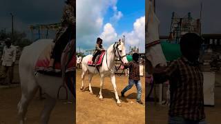 Dhruvi Horse 🐎 Riding  horse horses ghoda horseriding horselover ytvideo shortsfeed dhruhi [upl. by Malvino]