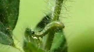 Young larva of Colias croceus [upl. by Aliban]