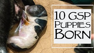 How To Whelp A Litter Of Puppies  10 German Shorthair Born [upl. by Gilbertson]