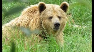 The September 19th 2024 Grizzly Bear Attacks Hikers In Glacier National Park [upl. by Lati]