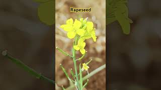 nature farming travel vlog sunset oil natures plant mustard comedy rapseed oil change ll [upl. by Heid]