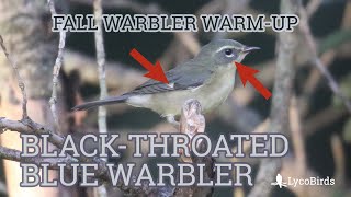 Female Blackthroated Blue Warbler Identification  Fall Warbler Warmup [upl. by Darnoc758]