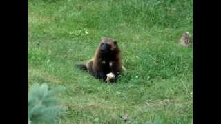 carcajou wolverine Zoo sauvage de St Félicien [upl. by Yaja]