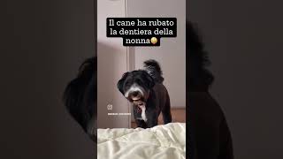 Il cane ha rubato la dentiera della nonna [upl. by Ivor]