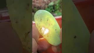 Green Fluorite experiment srilankagems gemstone ceylongems preciousstone naturalgems gem [upl. by Mikel975]