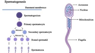 02 General Embryology lecture 2 part 1  2 Spermatogenesis [upl. by Lanni]