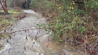 Babbling Brook  10 hours of a gentle after rain brook for sleep or relaxation [upl. by Ahsilrak]