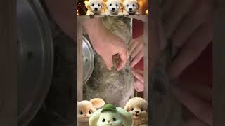 Mangoworm Removal Compilation Rescue Dog Mangoworms Vet Mangoworm Treatment ❤️ [upl. by Iover241]