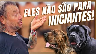 FILAS BRASILEIROS E CANE CORSOS NOSSAS MÁQUINAS DE PROTEÇÃO INDOMÁVEIS  A CASA DOS BICHOS [upl. by Ielarol]