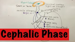 Phases of Gastric Secretion Cephalic Phase [upl. by Aicirtam]