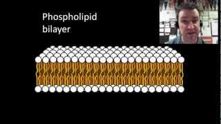 Membranes and selective permeability [upl. by Irpak]