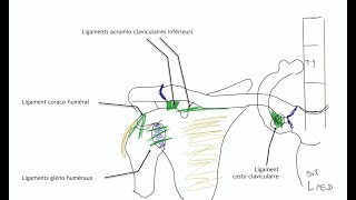 Arthrologie du membre supérieur Physiologie articulaire de lépaule [upl. by Eiroc]