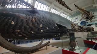 A Giant Among Giants The Blue Whale Skeleton at the Natural History Museum [upl. by Esther567]