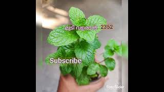 Hair growth use rosemary oil rajeshtipsmalayalam [upl. by Vladimir]