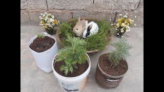 An easy way to grow Artemisia absinthium at home [upl. by Romonda739]