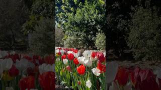 Stunning Blooms at Araluen Botanic Park 🌹australia perth westernaustralia tulip roses [upl. by Selinski]