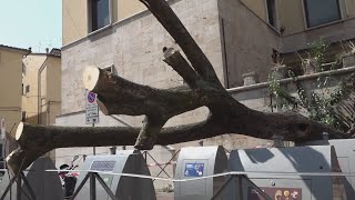 Piazza San Leone albero cade sui cassonetti interrati [upl. by Mears]