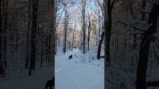 Winter Scene in the Adirondacks winter snow [upl. by Anel]