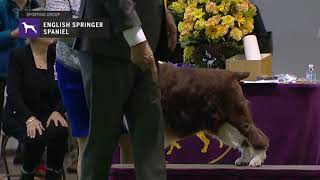 Spaniels English Springer  Breed Judging 2019 [upl. by Sualakcin512]