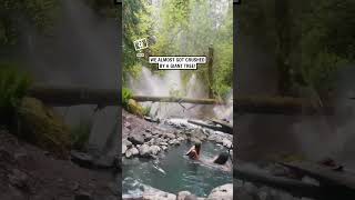 Tree falls next to their hot spring 😳 🎥 Collabashleyyrae [upl. by Lachus]