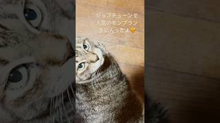 ジョブチューン ローソン ぬこ ねこのいる暮らし ねこのいる生活 [upl. by Pump]