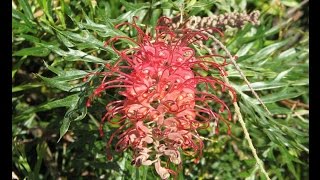 Growing Grevillea Robyn Gordon [upl. by Bellamy864]