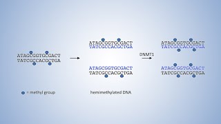 DNALC Short DNA Methyltransferases and DNA Methylation [upl. by Nallac]