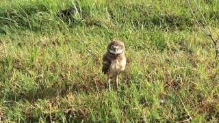 Burrowing Owl  Rattle Snake Call [upl. by Pettifer]