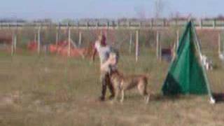 Pit degli Olmi cane corso affronto e abbaio attacco [upl. by Leclair]