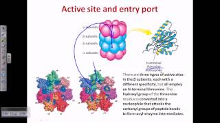 Proteasome and protein degradation [upl. by Isayg]