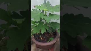 My Journey in Propagating BFF Fig Trees A Tale of Figs and Growth  Episode 2 [upl. by Azenav]