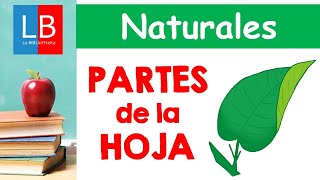 PARTES de la HOJA para niños ✔👩‍🏫 PRIMARIA [upl. by Charmine]